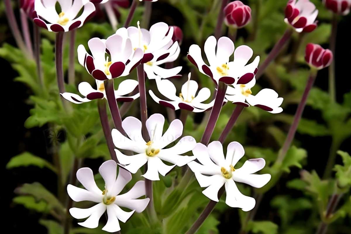 Enchanting Flowers That Bloom in the Dark: Moonlit Secrets | The Lifesciences Magazine