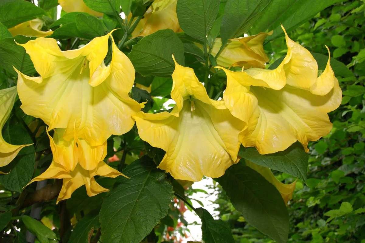 Discover the Most Poisonous Flowers in the World and Its Dangers | The Lifesciences Magazine