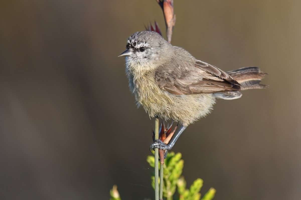 Meet the Top 10 Smallest Birds in the World and Their Big Roles | The Lifesciences Magazine