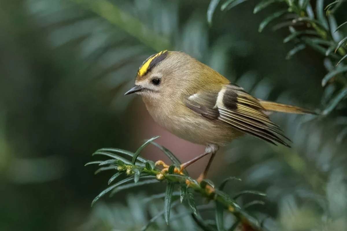 Meet the Top 10 Smallest Birds in the World and Their Big Roles | The Lifesciences Magazine
