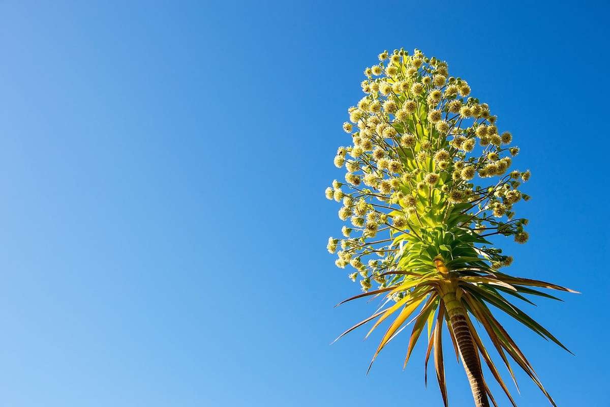 12 Stunning Flowers That Bloom Only Once in a Lifetime Again | The Lifesciences Magazine