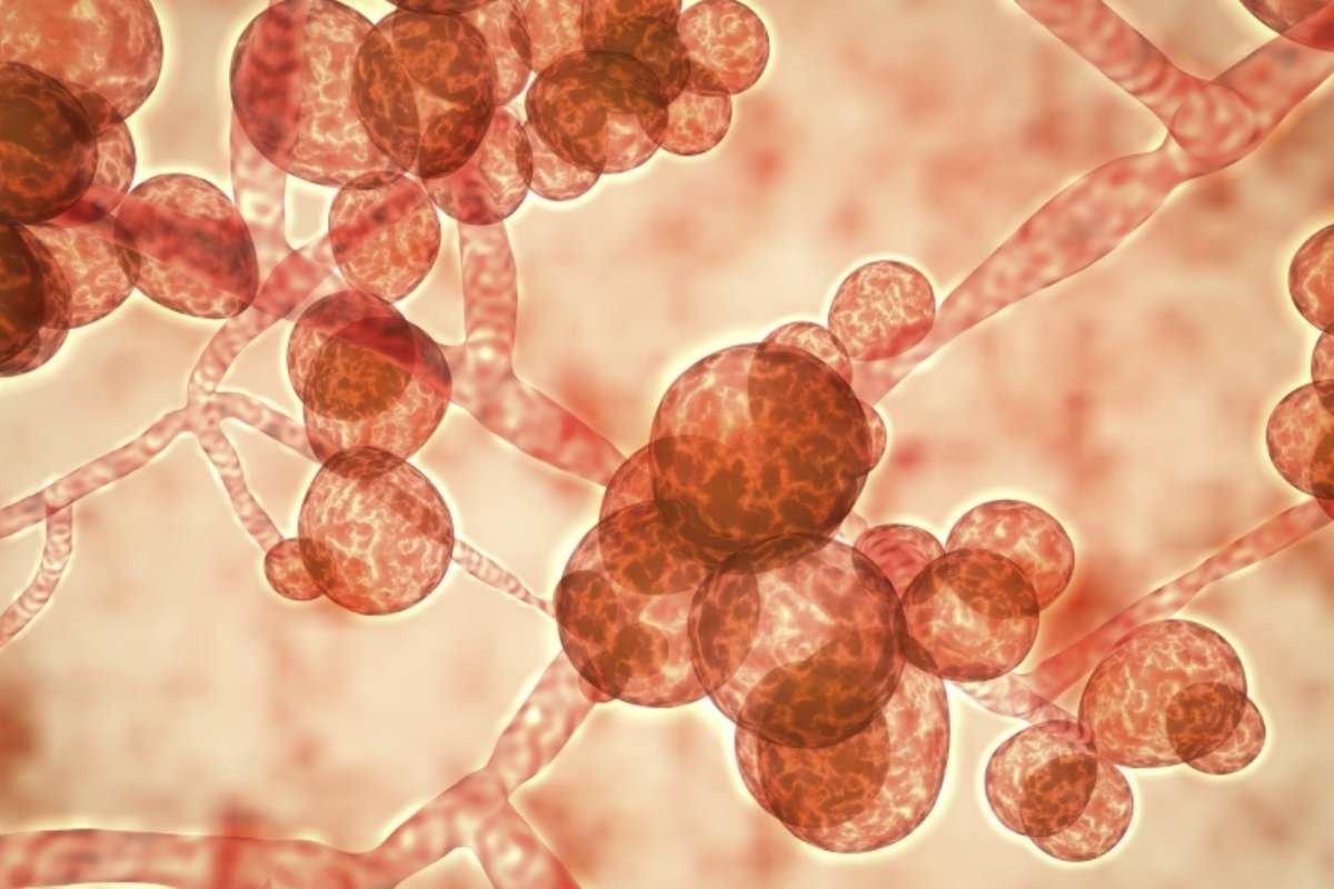 Tennessee Histoplasmosis Report: Dozens Sickened by Deadly Fungus | The Lifesciences Magazine