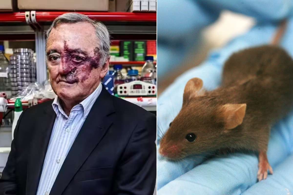 Pancreatic Cancer Cure in Mice, Spanish Scientists Report | The Lifesciences Magazine