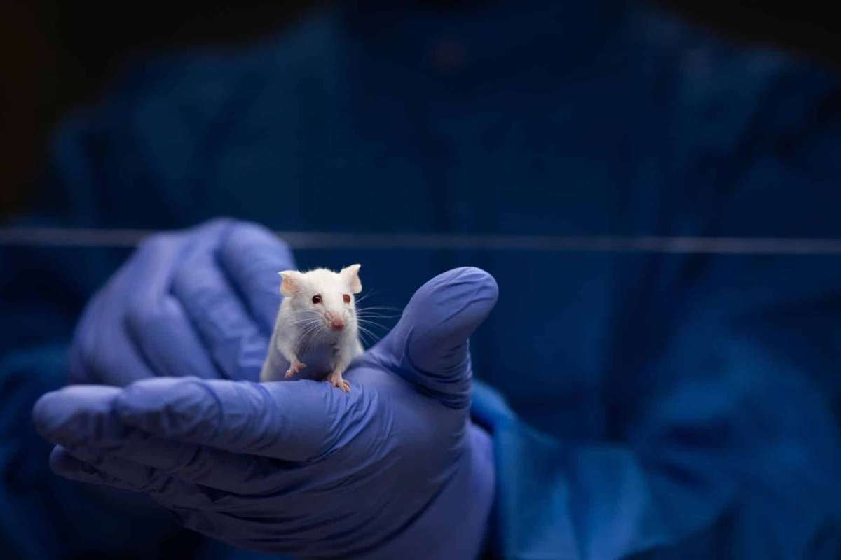 Alzheimer's Mice Research Shows Energy Boost Reversal | The Lifesciences Magazine