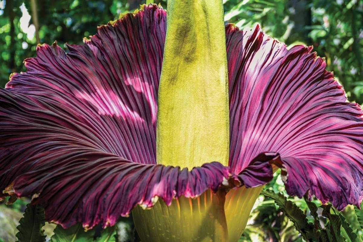 15 Flower That Only Blooms Once a Year, Rare & Beautiful | The Lifesciences Magazine