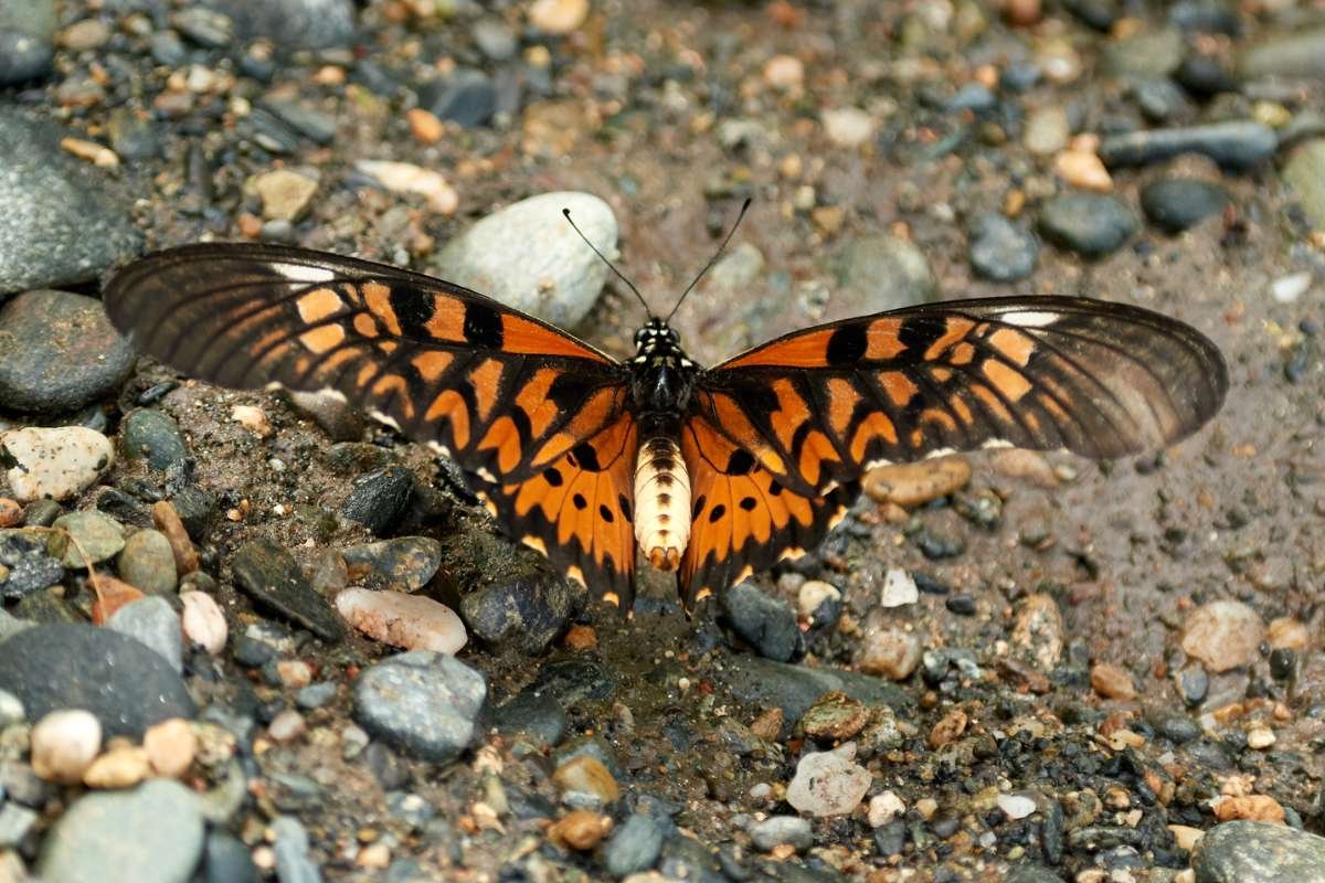 Top 12 Most Poisonous Butterflies & Nature’s Deadly Warnings | The Lifesciences Magazine