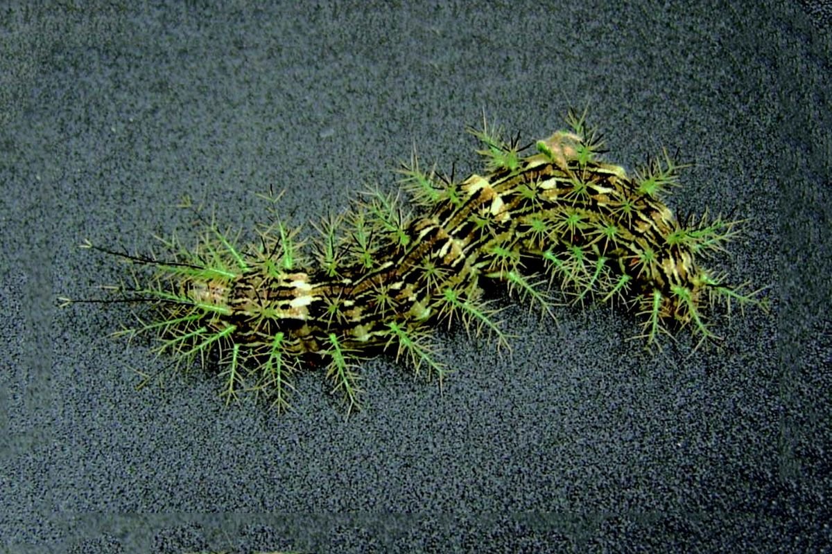 Top 8 Most Poisonous Caterpillars in the World You Must Avoid | The Lifesciences Magazine