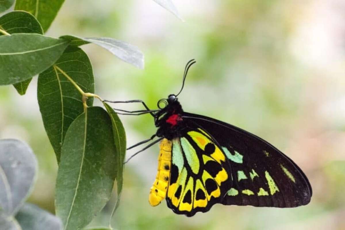 Top 12 Most Poisonous Butterflies & Nature’s Deadly Warnings | The Lifesciences Magazine