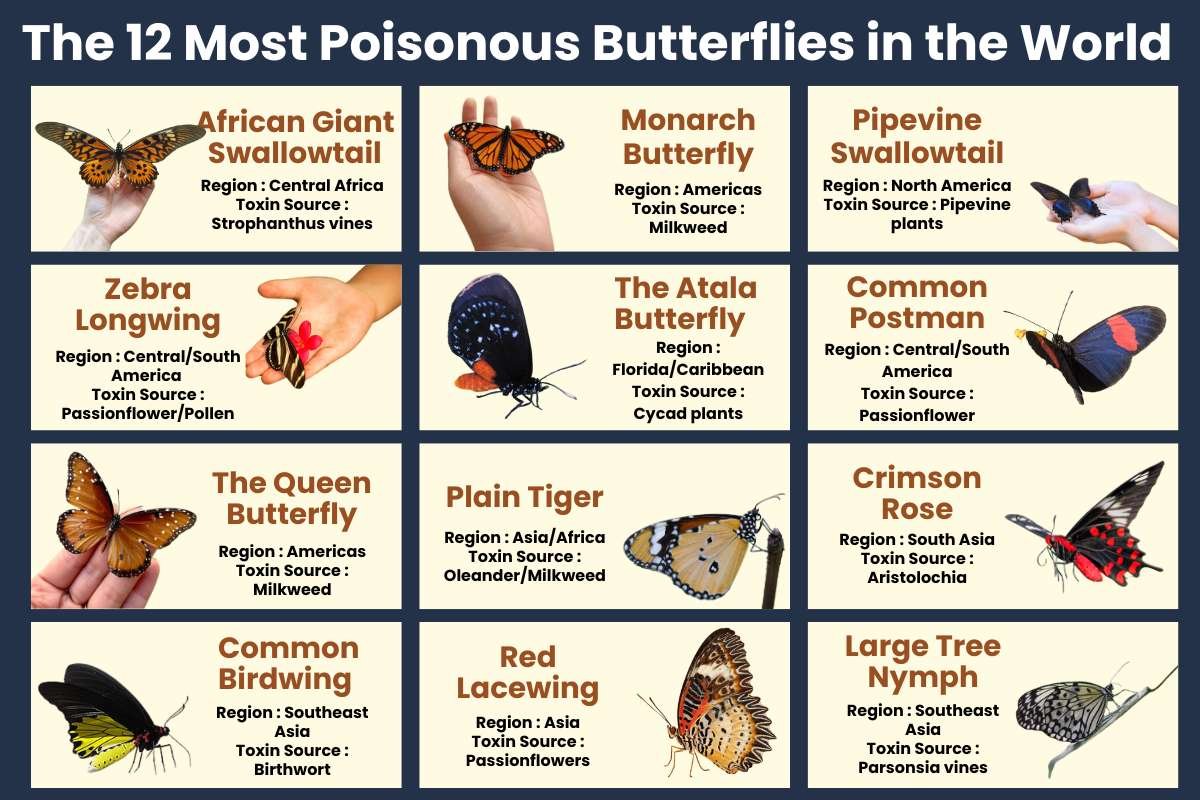 Top 12 Most Poisonous Butterflies & Nature’s Deadly Warnings | The Lifesciences Magazine