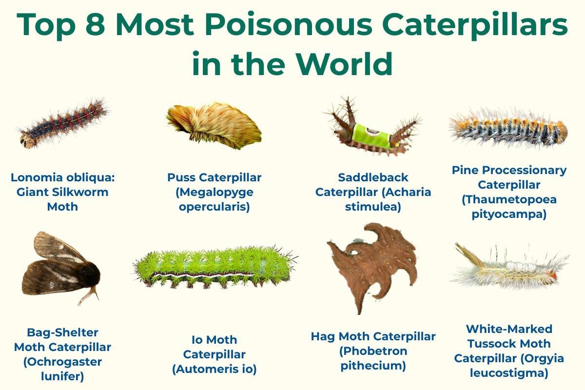 Top 8 Most Poisonous Caterpillars in the World You Must Avoid | The Lifesciences Magazine