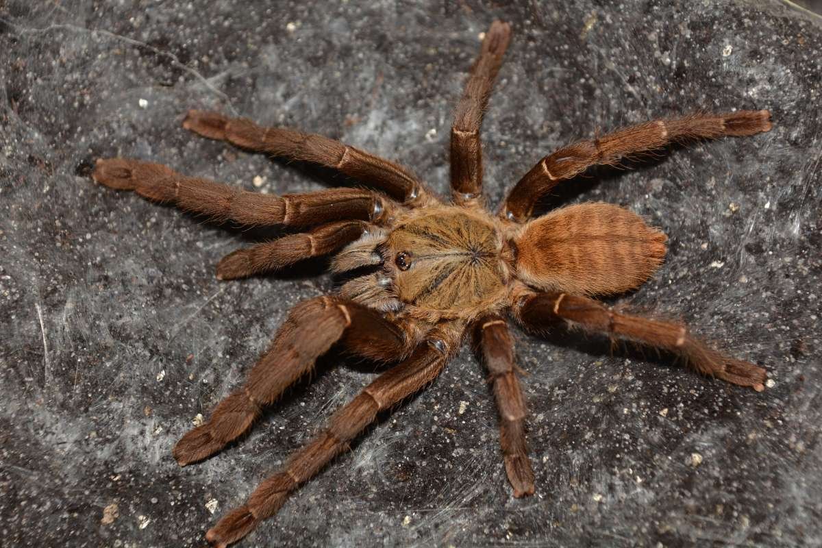 15 Most Poisonous Spiders in the World You Should Know | The Lifesciences Magazine