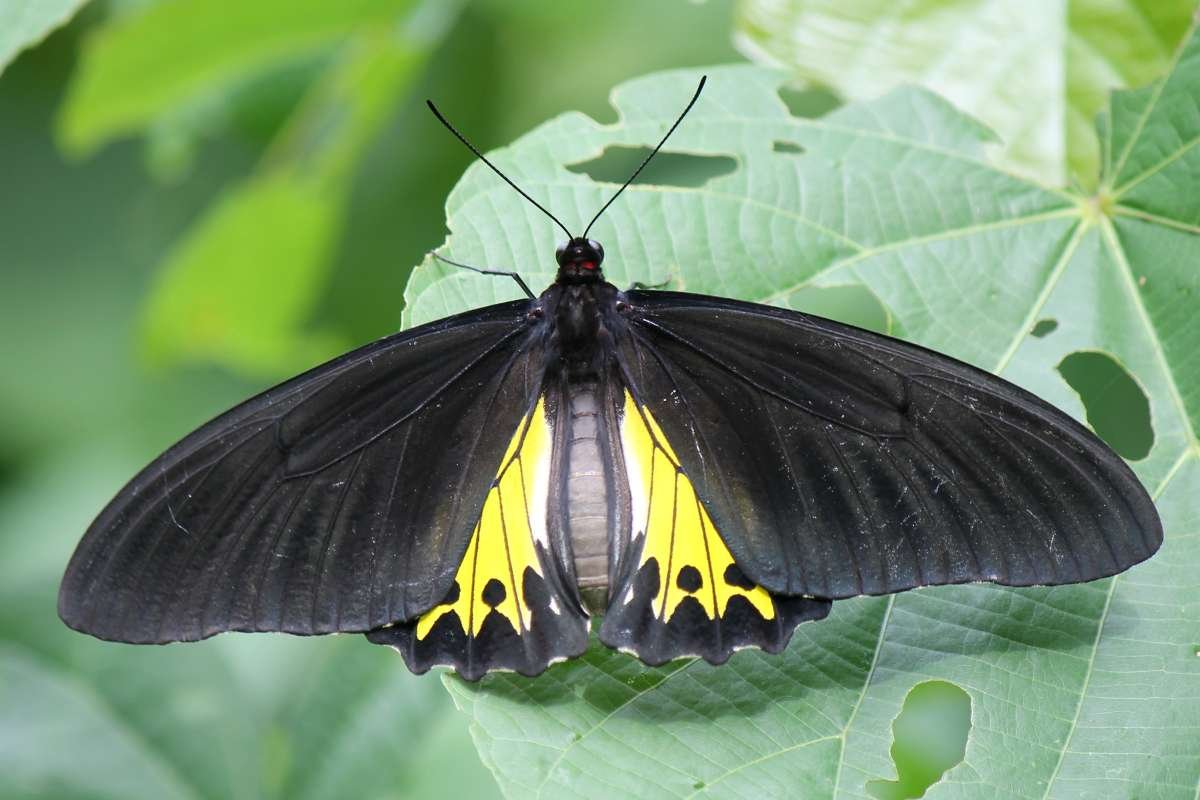 Top 12 Most Poisonous Butterflies & Nature’s Deadly Warnings | The Lifesciences Magazine