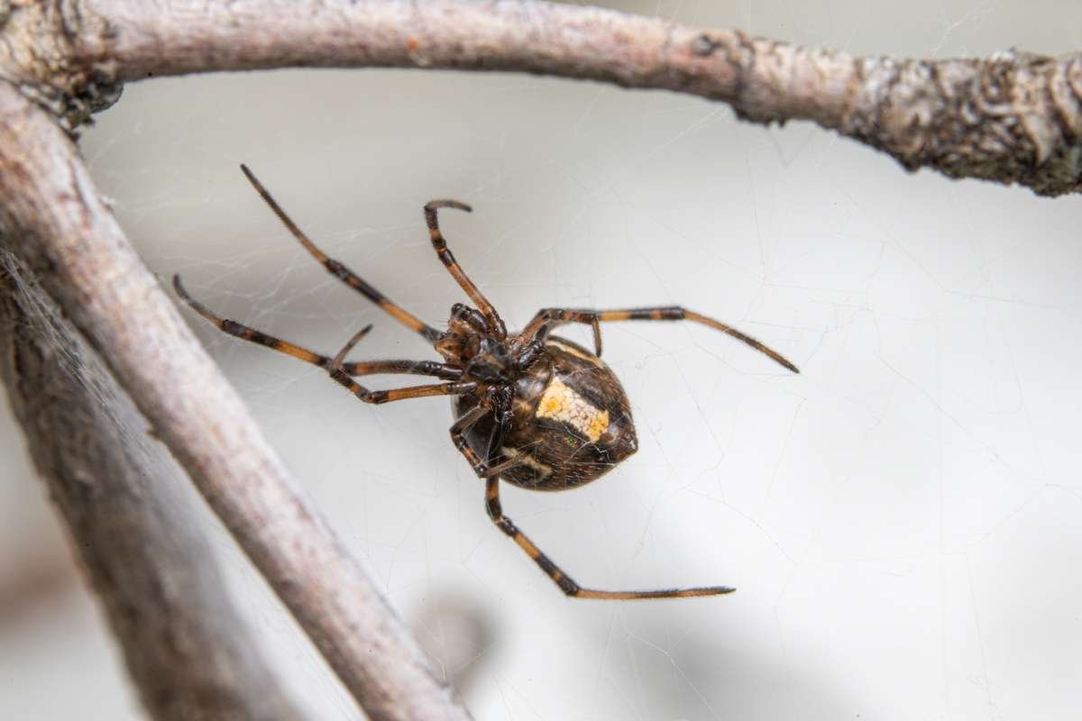 15 Most Poisonous Spiders in the World You Should Know | The Lifesciences Magazine