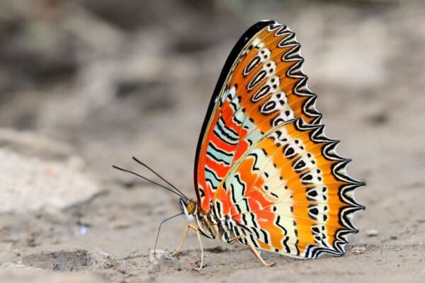 Top 12 Most Poisonous Butterflies & Nature’s Deadly Warnings | The ...