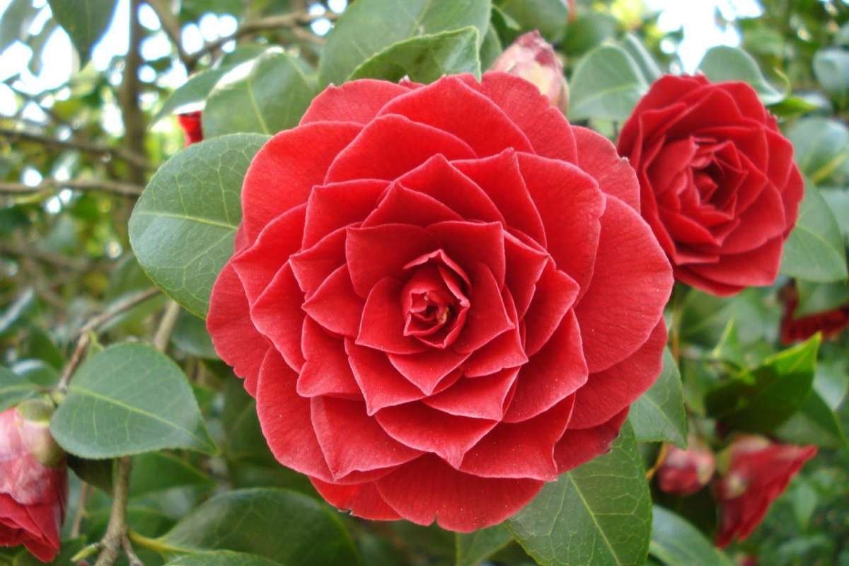 15 Flower That Only Blooms Once a Year, Rare & Beautiful | The Lifesciences Magazine