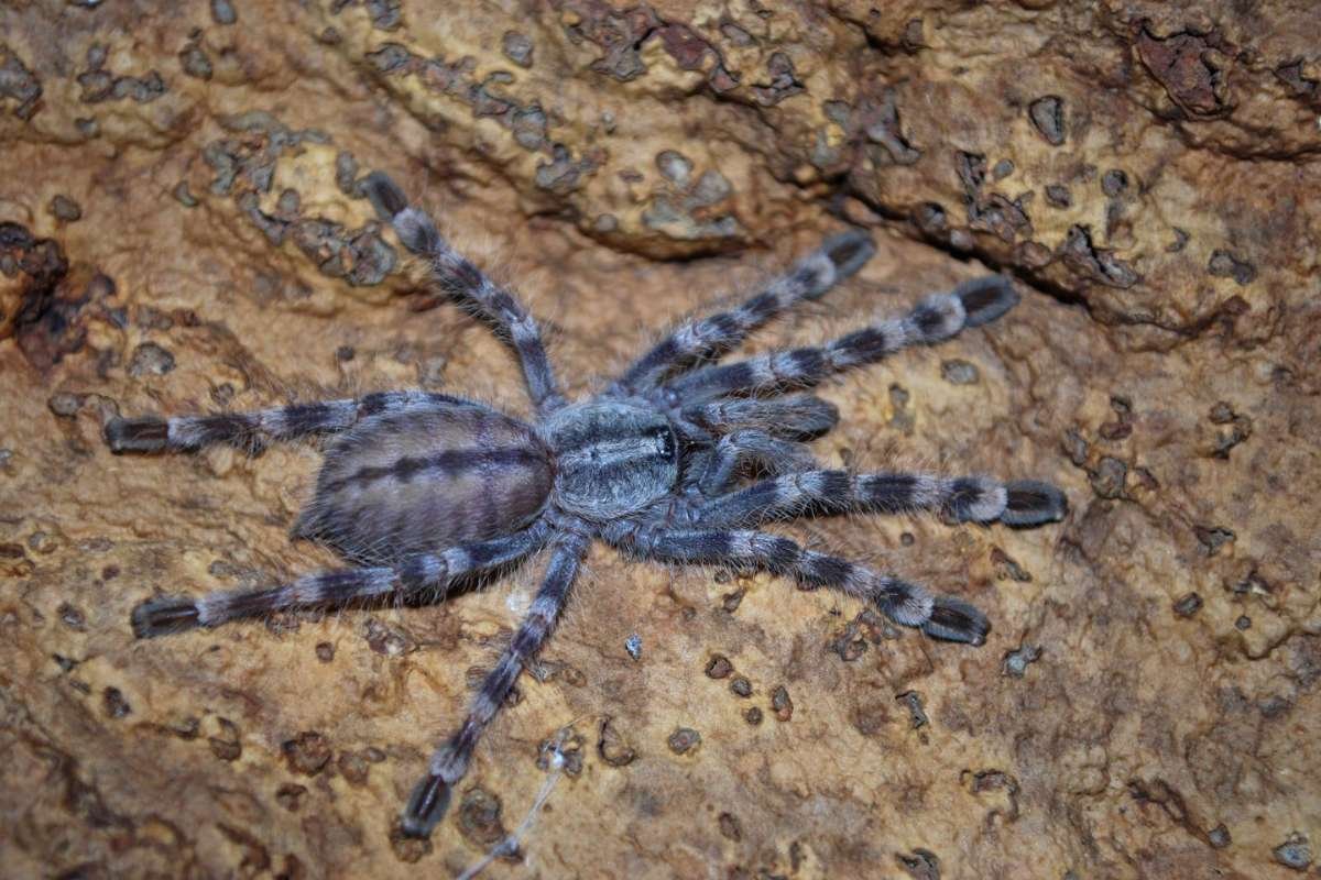 15 Most Poisonous Spiders in the World You Should Know | The Lifesciences Magazine