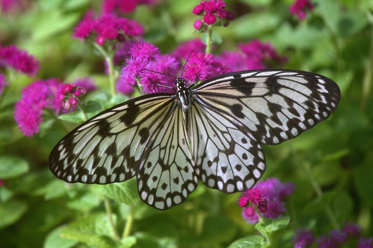 Top 12 Most Poisonous Butterflies & Nature’s Deadly Warnings | The Lifesciences Magazine