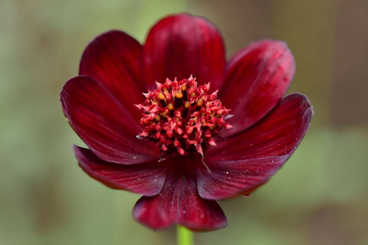 15 Flower That Only Blooms Once a Year, Rare & Beautiful | The Lifesciences Magazine