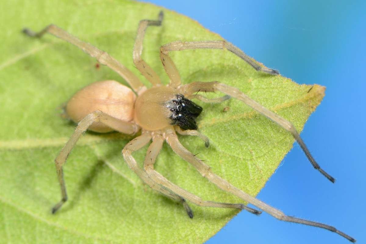 15 Most Poisonous Spiders in the World You Should Know | The Lifesciences Magazine