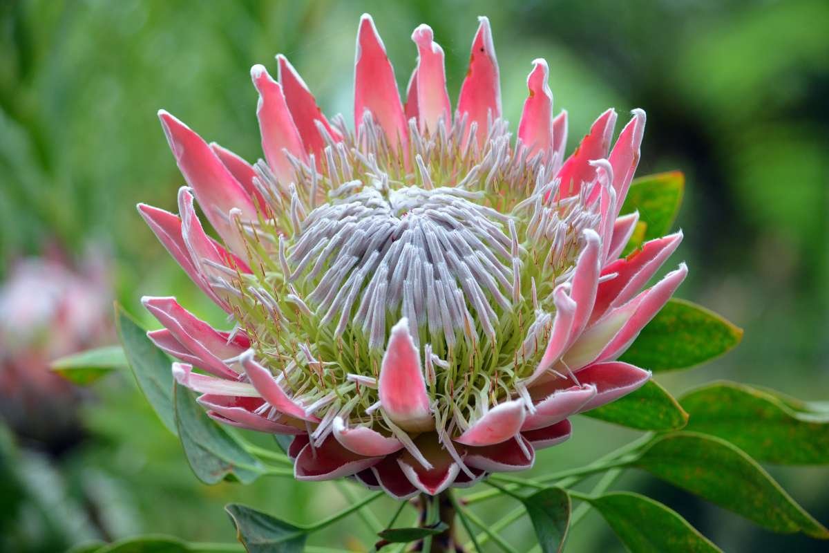 15 Flower That Only Blooms Once a Year, Rare & Beautiful | The Lifesciences Magazine