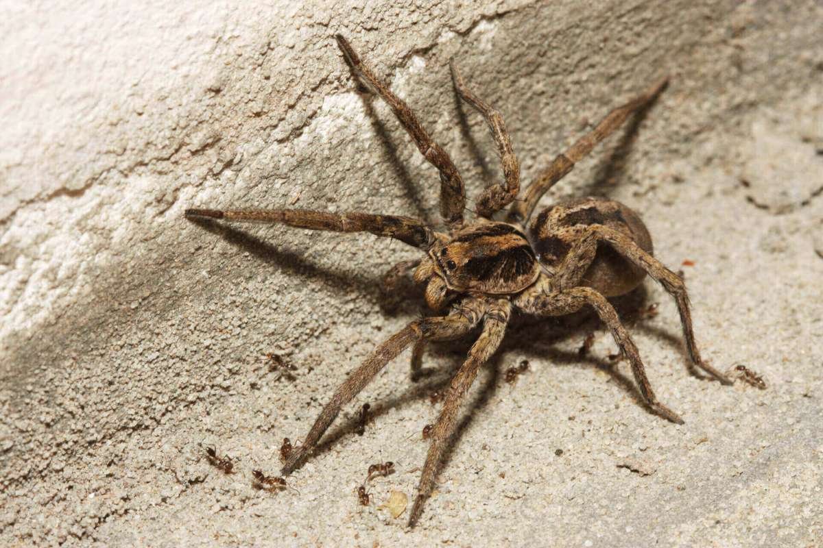 15 Most Poisonous Spiders in the World You Should Know | The Lifesciences Magazine