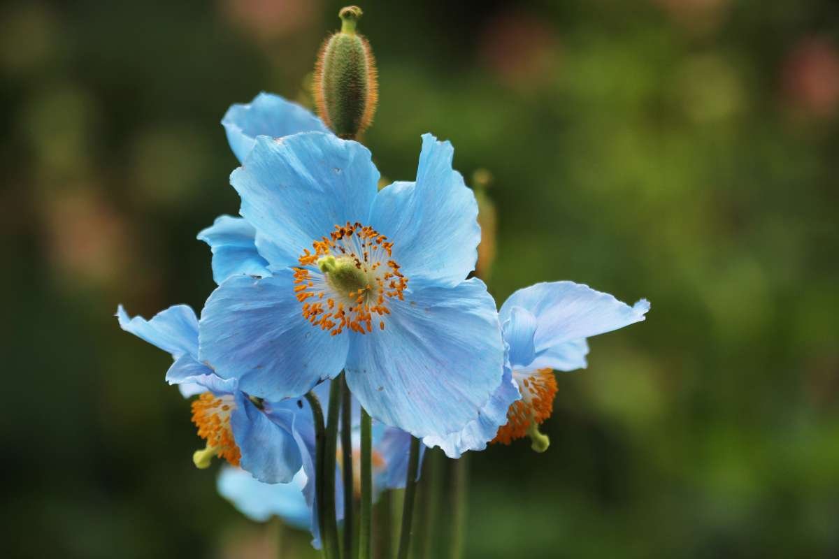 15 Flower That Only Blooms Once a Year, Rare & Beautiful | The Lifesciences Magazine