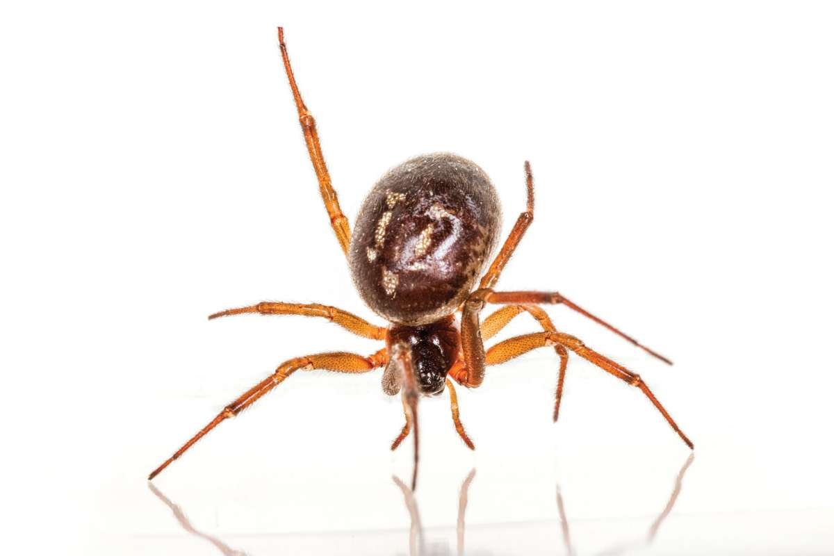 15 Most Poisonous Spiders in the World You Should Know | The Lifesciences Magazine