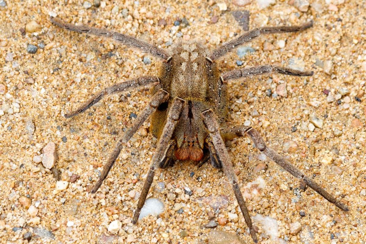 15 Most Poisonous Spiders in the World You Should Know | The Lifesciences Magazine