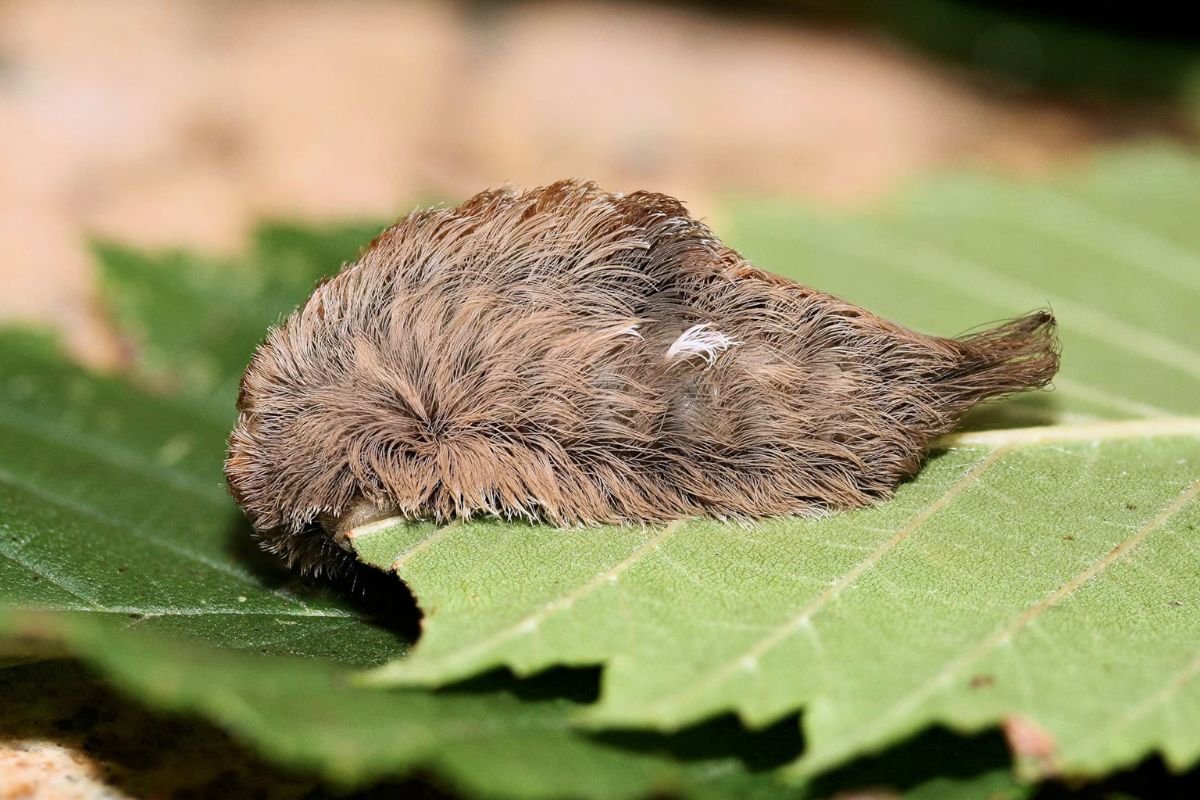 Top 8 Most Poisonous Caterpillars in the World You Must Avoid | The Lifesciences Magazine