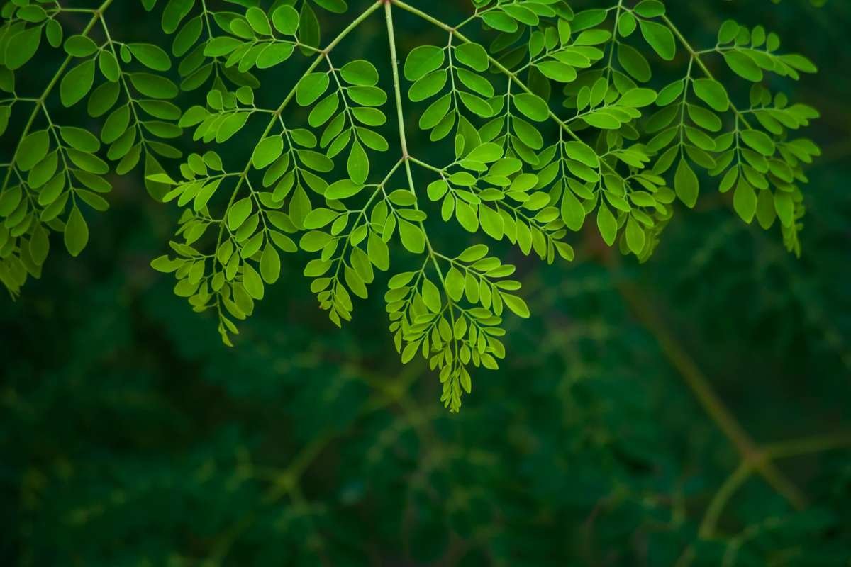 6 Moringa Benefits for Men That Improve Energy and Mood | The Lifesciences Magazine