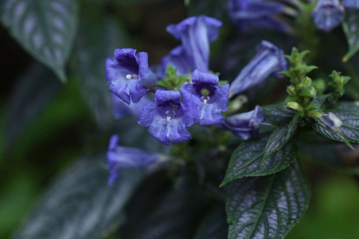 15 Flower That Only Blooms Once a Year, Rare & Beautiful | The Lifesciences Magazine