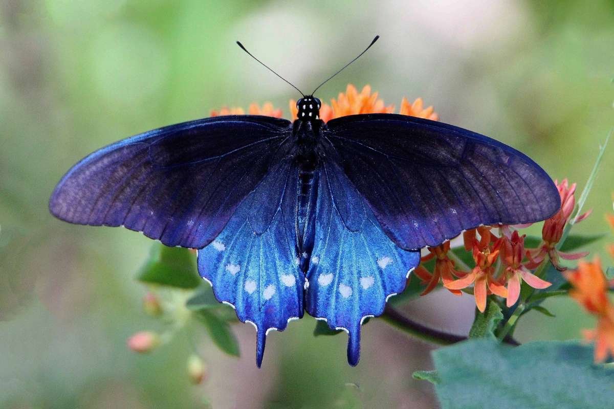 Top 12 Most Poisonous Butterflies & Nature’s Deadly Warnings | The Lifesciences Magazine