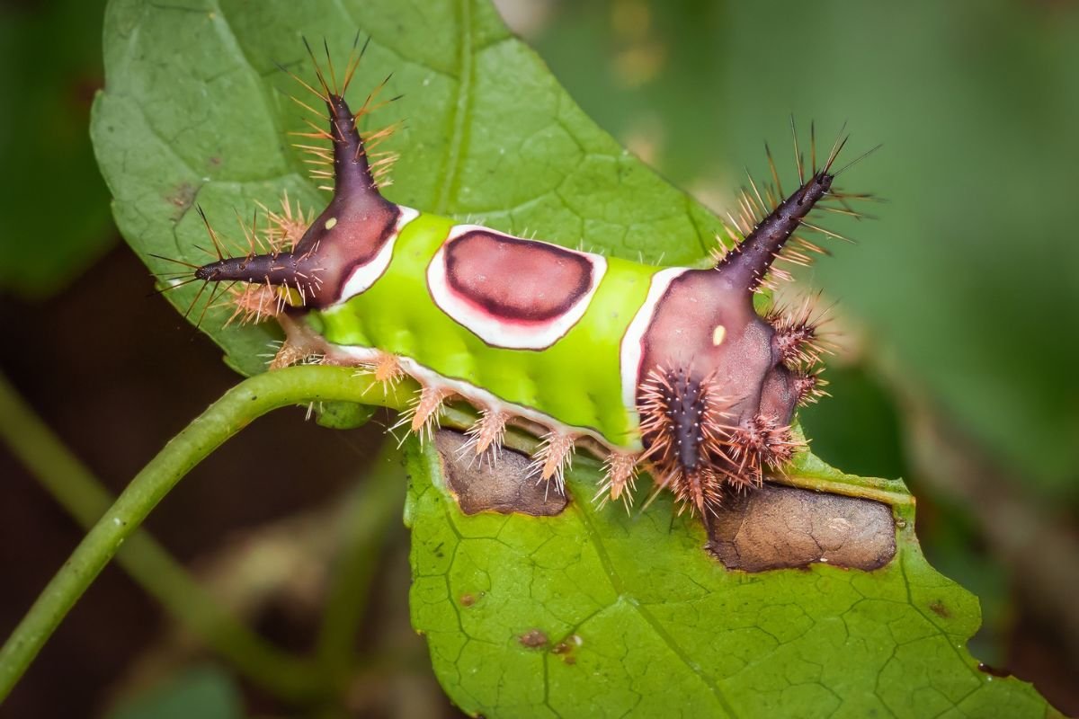 Top 8 Most Poisonous Caterpillars in the World You Must Avoid | The Lifesciences Magazine