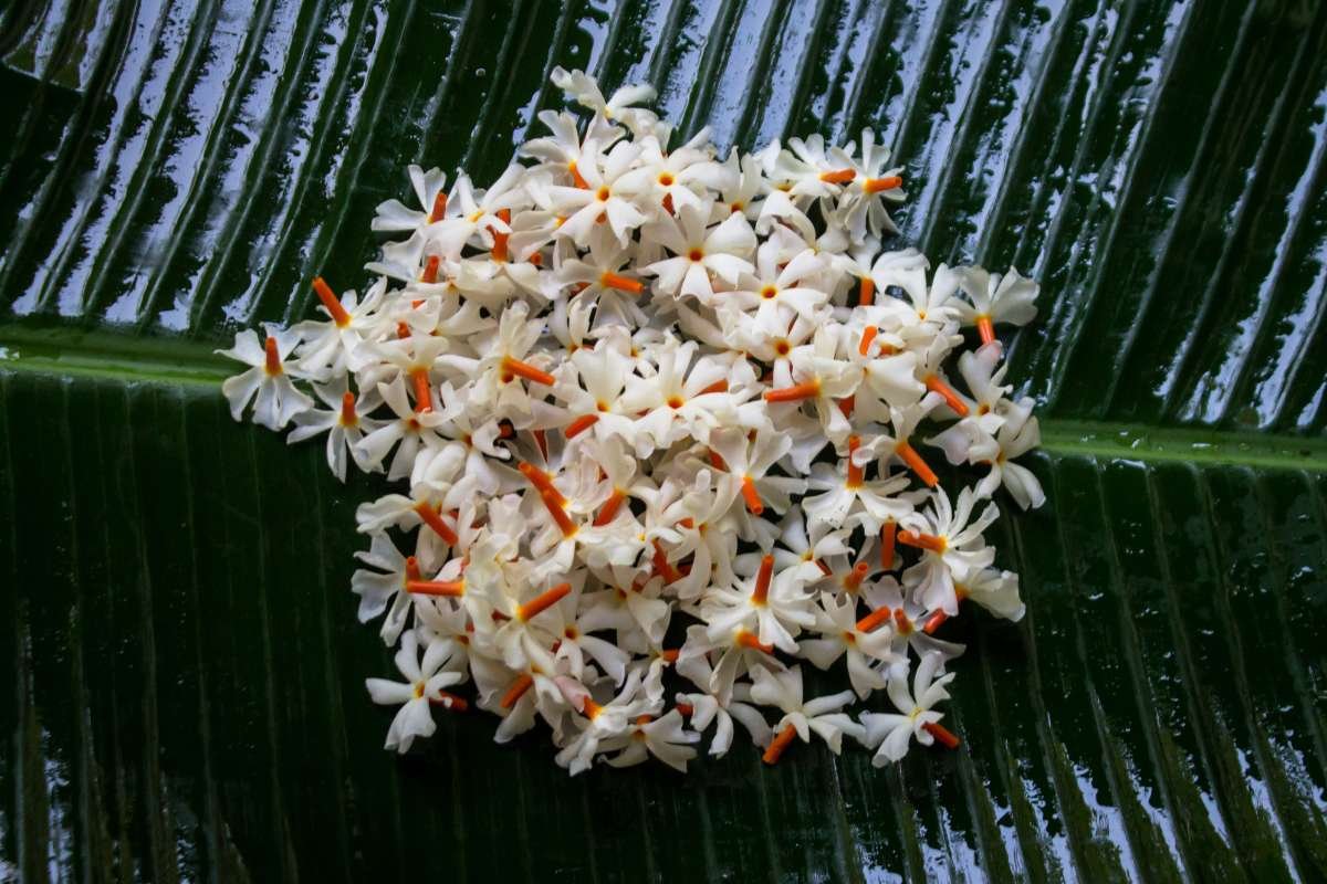 15 Flower That Only Blooms Once a Year, Rare & Beautiful | The Lifesciences Magazine