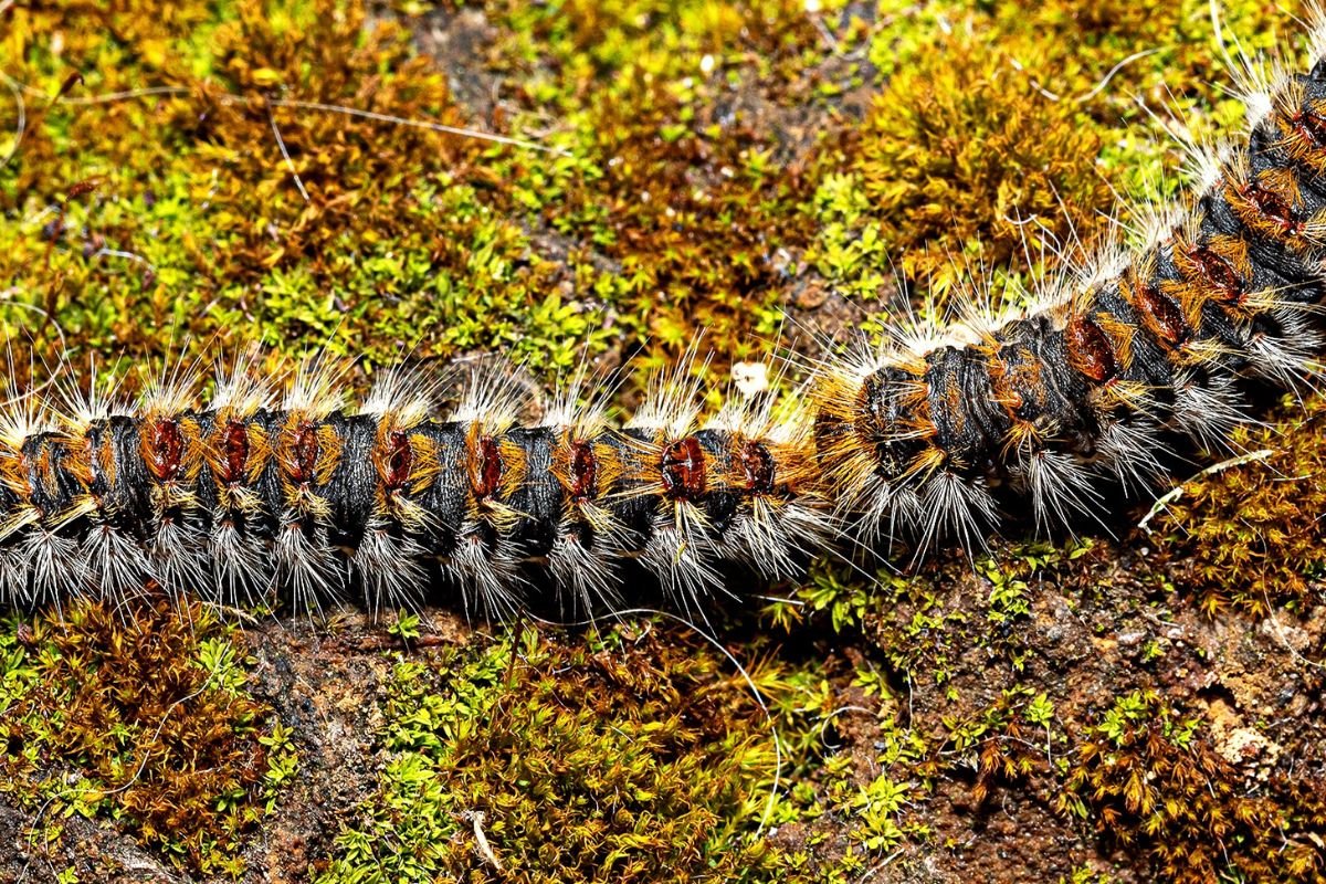 Top 8 Most Poisonous Caterpillars in the World You Must Avoid | The Lifesciences Magazine