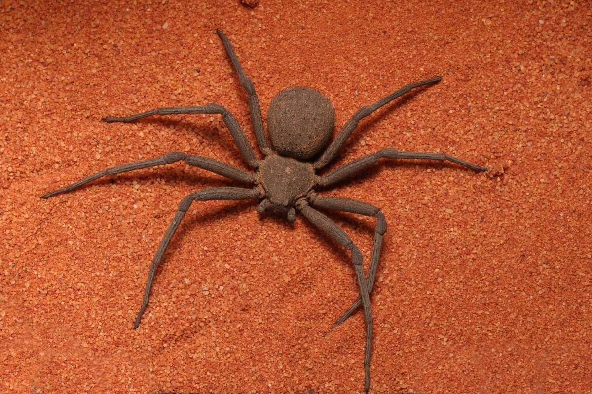 15 Most Poisonous Spiders in the World You Should Know | The Lifesciences Magazine