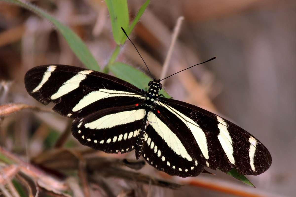 Top 12 Most Poisonous Butterflies & Nature’s Deadly Warnings | The Lifesciences Magazine
