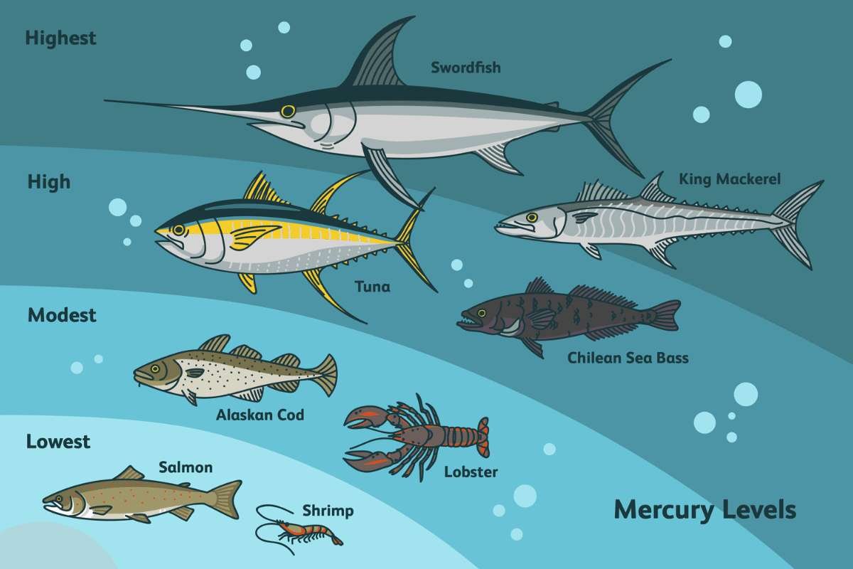 Mercury Content Of Fish: What Consumers Need To Know Before Eating | The Lifesciences Magazine