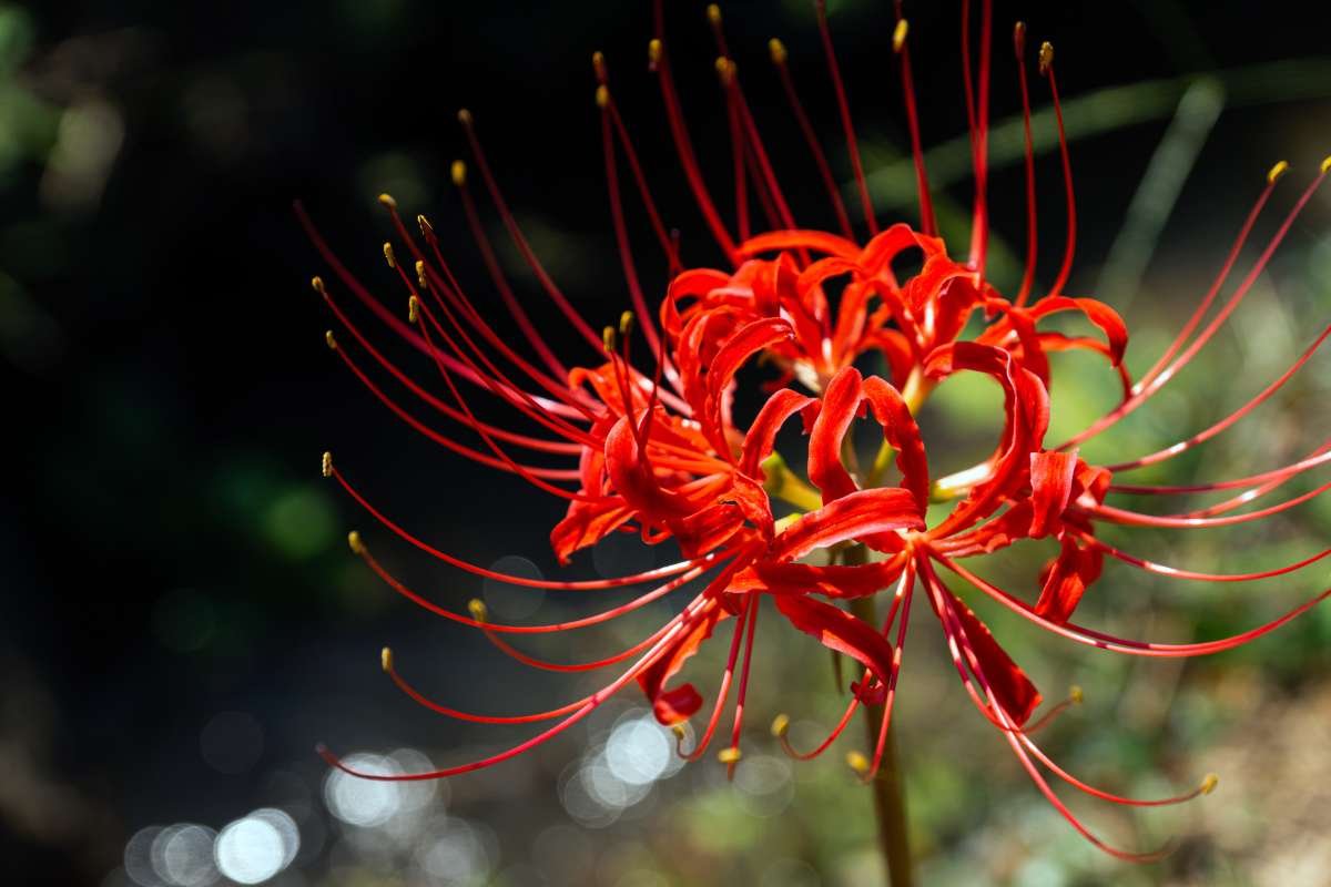 15 Flower That Only Blooms Once a Year, Rare & Beautiful | The Lifesciences Magazine