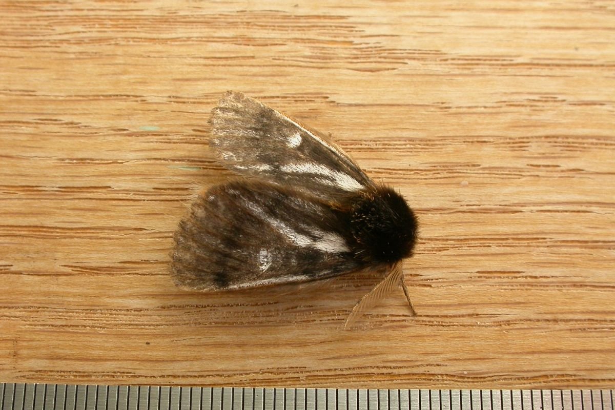 Top 8 Most Poisonous Caterpillars in the World You Must Avoid | The Lifesciences Magazine