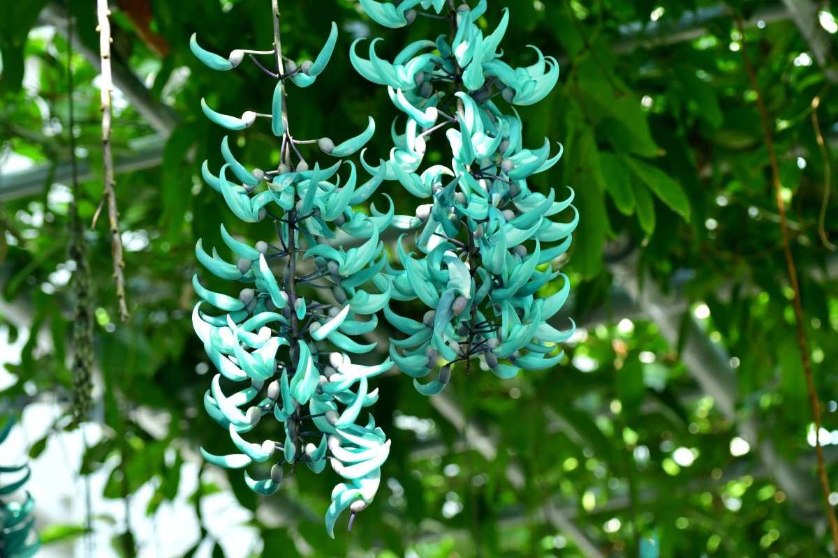 15 Flower That Only Blooms Once a Year, Rare & Beautiful | The Lifesciences Magazine