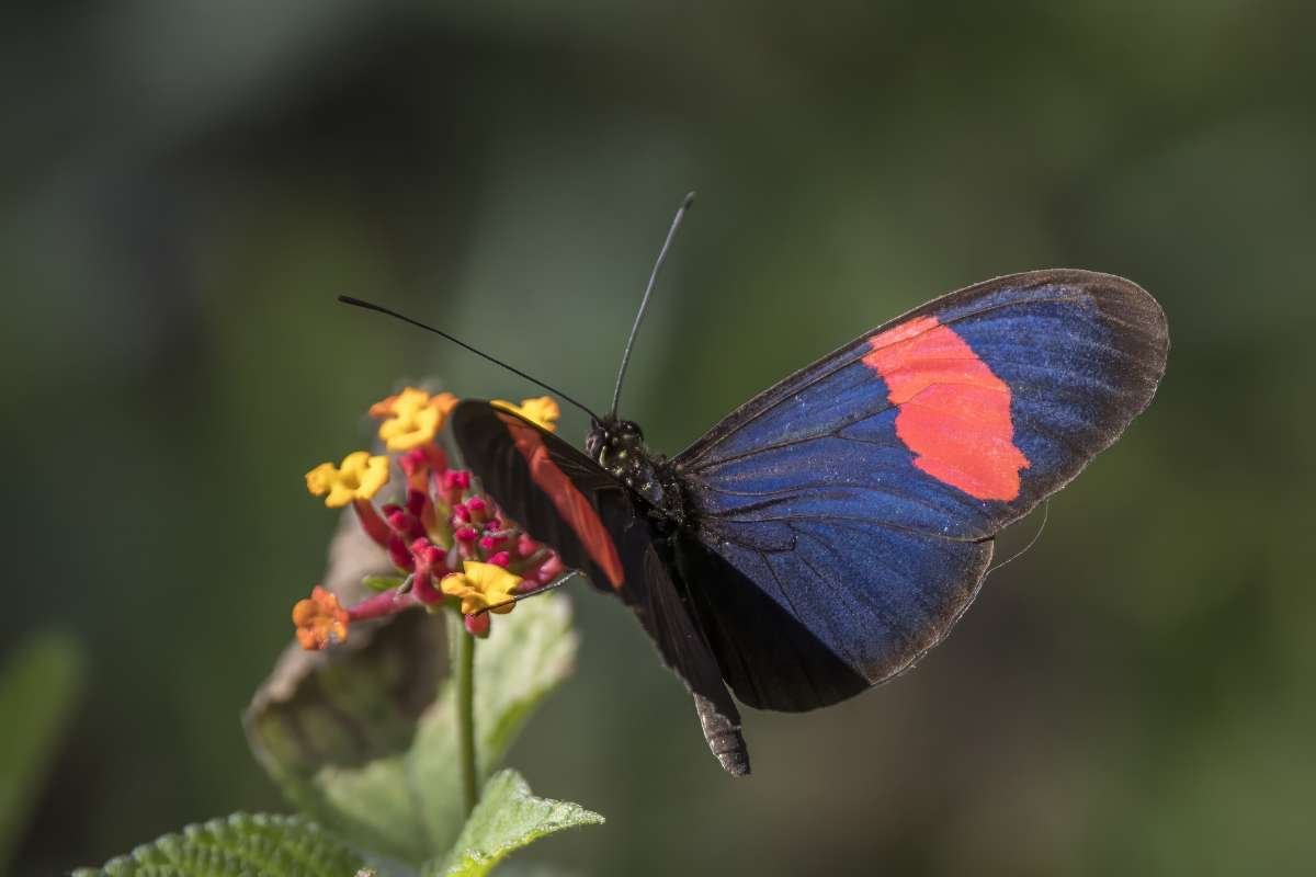 Top 12 Most Poisonous Butterflies & Nature’s Deadly Warnings | The Lifesciences Magazine