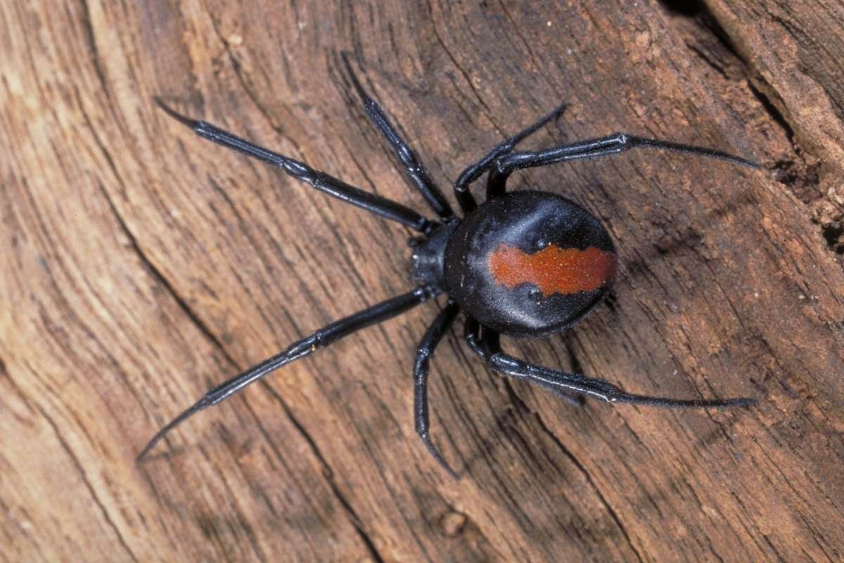15 Most Poisonous Spiders in the World You Should Know | The Lifesciences Magazine