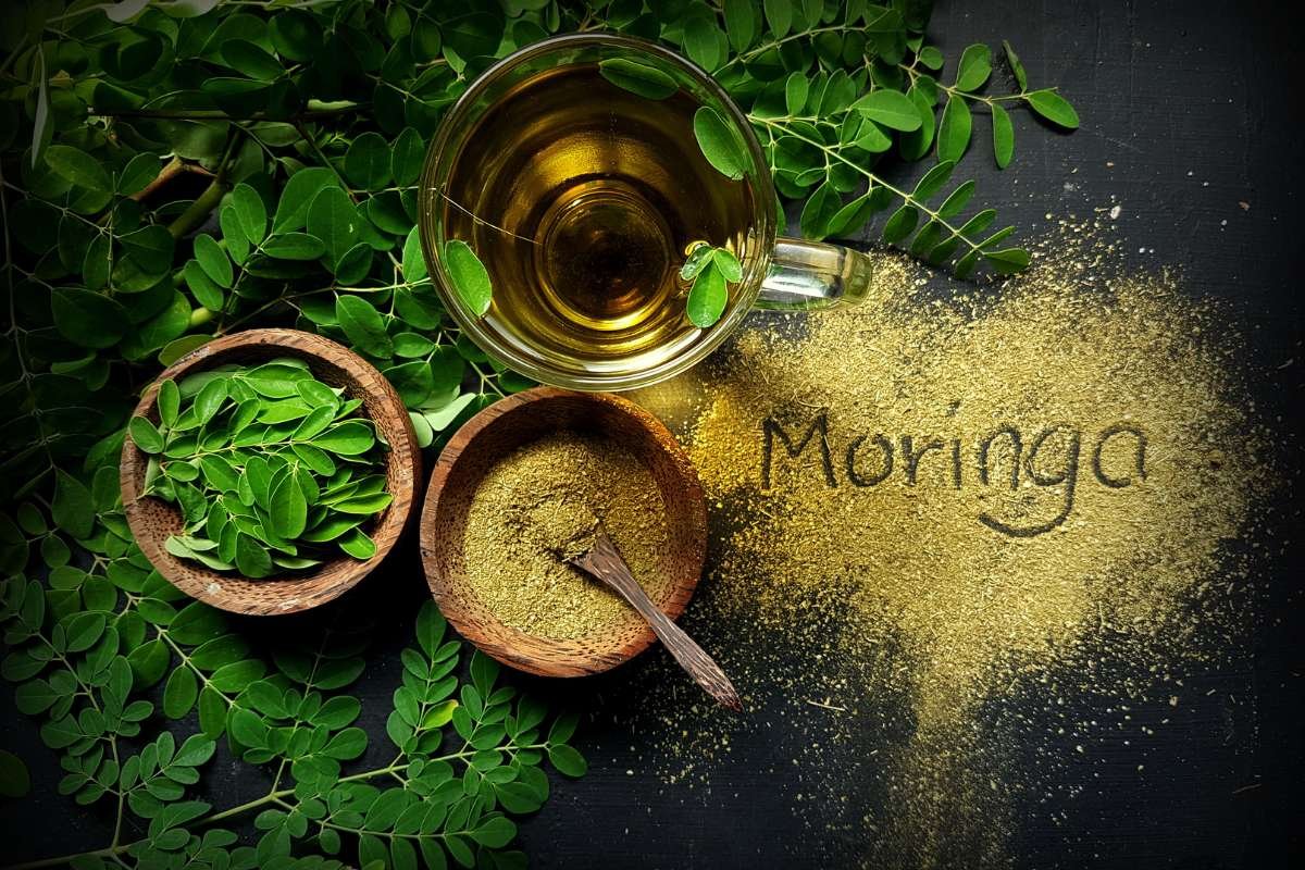 Moringa for Losing Weight That Actually Feels Easy | The Lifesciences Magazine