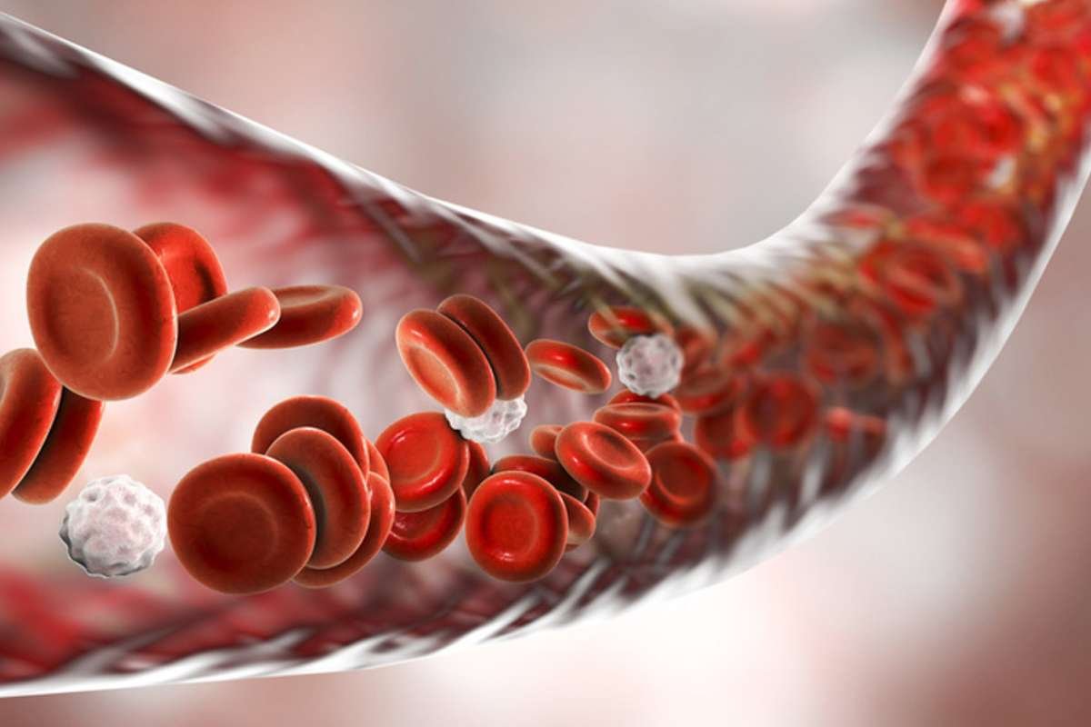 Moringa for Losing Weight That Actually Feels Easy | The Lifesciences Magazine