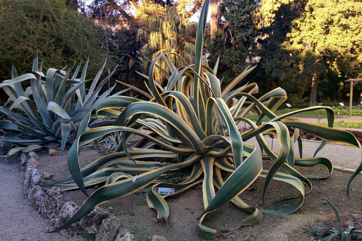 15 Flower That Only Blooms Once a Year, Rare & Beautiful | The Lifesciences Magazine