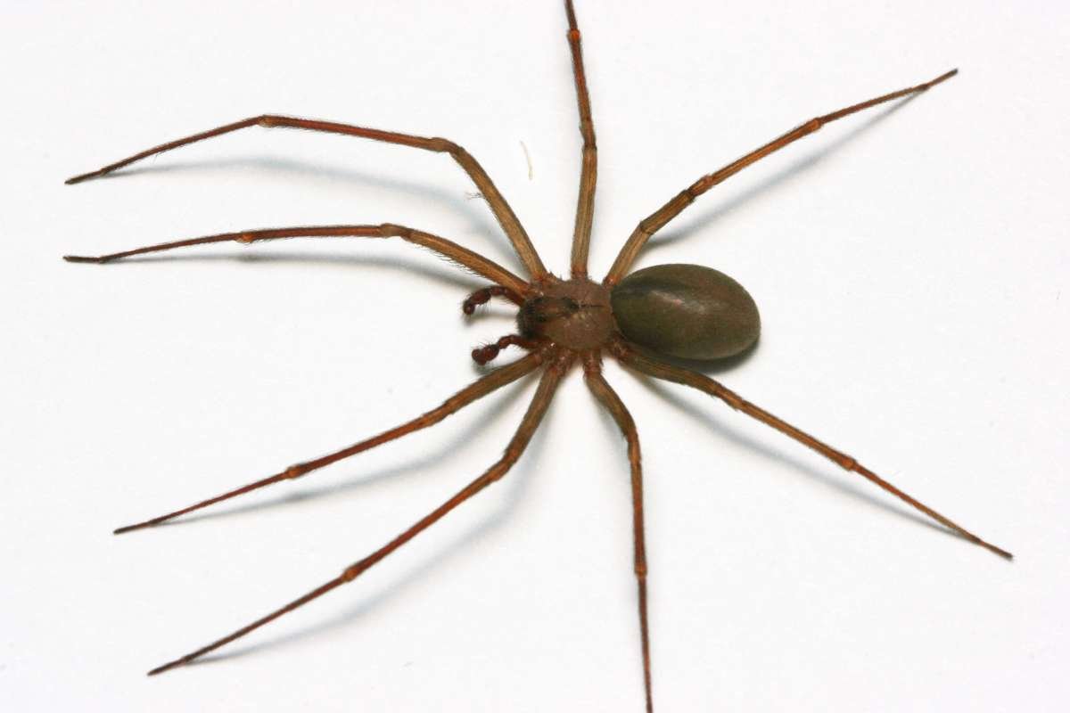 15 Most Poisonous Spiders in the World You Should Know | The Lifesciences Magazine