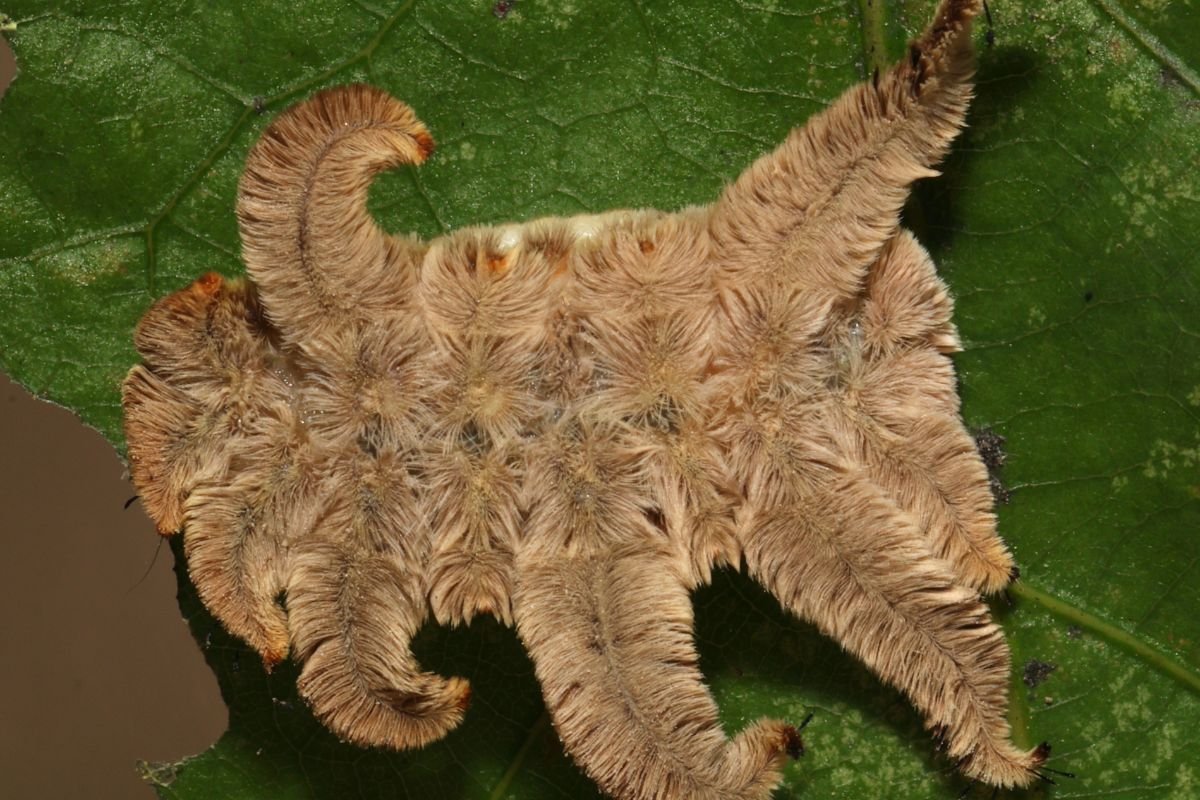 Top 8 Most Poisonous Caterpillars in the World You Must Avoid | The Lifesciences Magazine