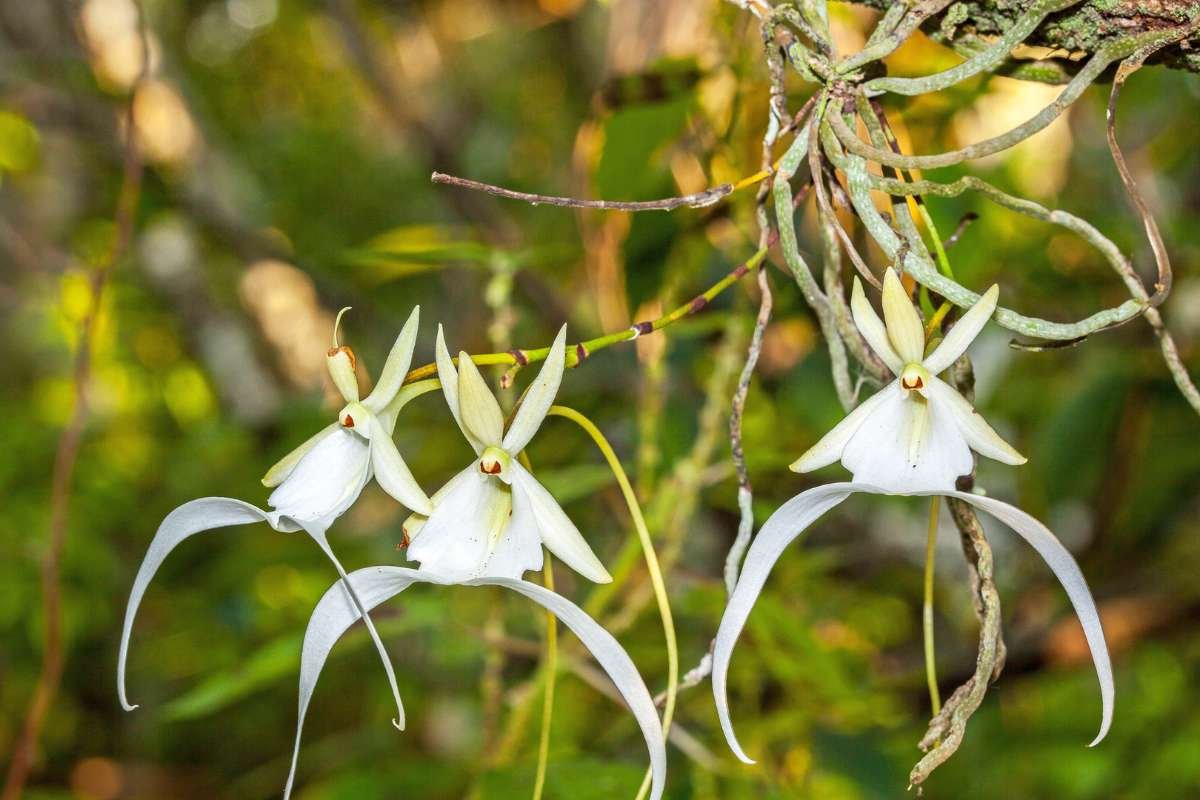 15 Flower That Only Blooms Once a Year, Rare & Beautiful | The Lifesciences Magazine