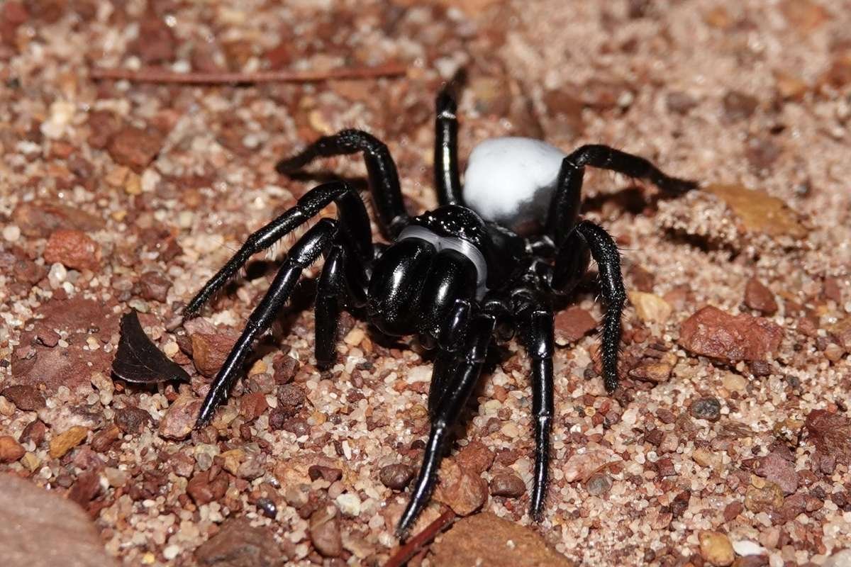 15 Most Poisonous Spiders in the World You Should Know | The Lifesciences Magazine